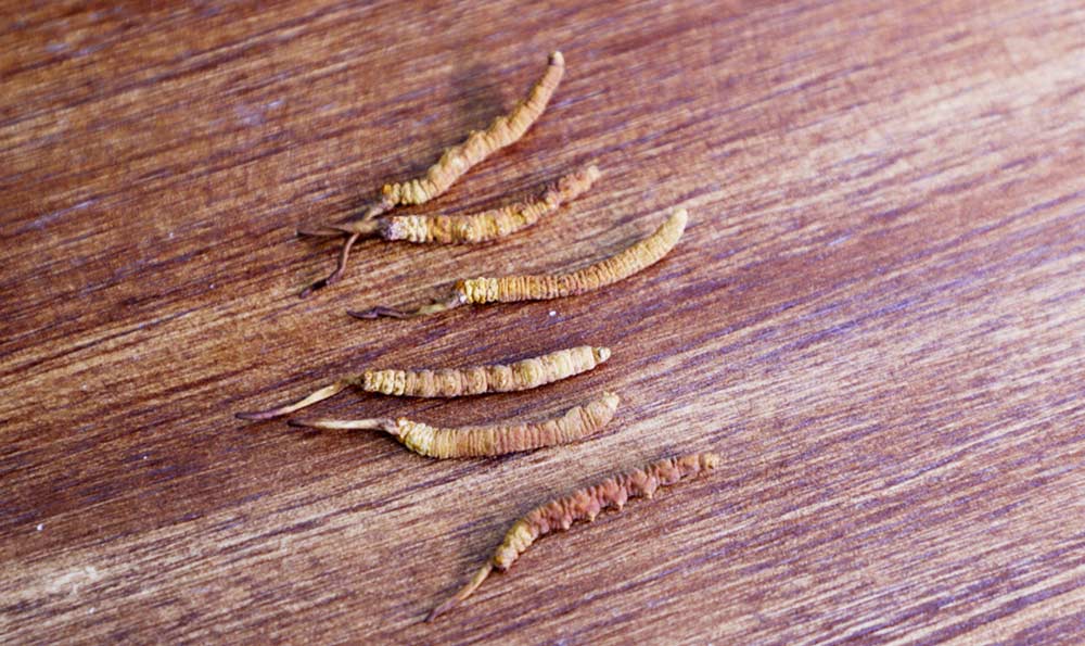 北虫草蛹虫草的功效，虫草花是蛹虫草吗