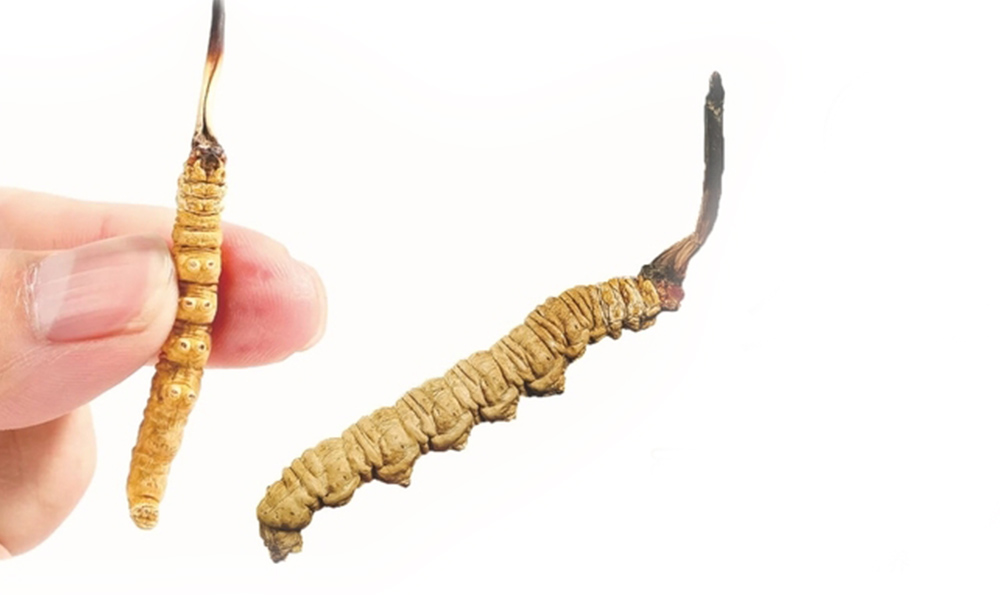 虫草发酵菌丝体，虫草粉的功效与作用